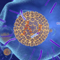 Understanding the Role of VZV in Chickenpox and Shingles