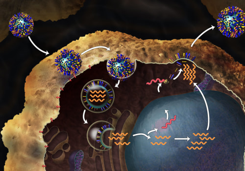 Virus Structure and Replication Cycle